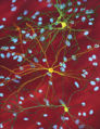 Thumbnail for version as of 22:55, 4 October 2007