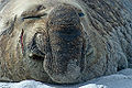 Southern Elephant Seal (M. Leonina) Genus: Mirounga