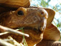 African Spurred Tortoise (Geochelone Sulcata) Binomial name: Geochelone Sulcata