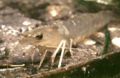 White Shrimp