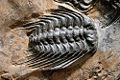 Selenopeltis, a Moroccan trilobite.