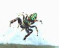 Iridescent green jumping spider