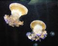 Mediterranean Jellyfish (Cotylorhiza tuberculata) Family: Cepheidae