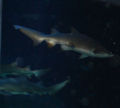 A few gray nurse sharks swimming together