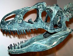 Allosaurus skull.jpg