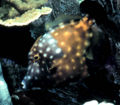 Thumbnail for version as of 10:23, 14 November 2006