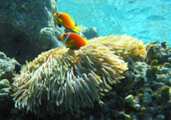 Anemonefish.jpg