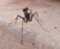 Photograph of ant at Karnak Temple.