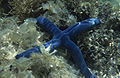 Blue starfish (Linckia laevigata)
