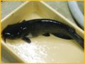 Catfish broodstock in a tank at the Bridgeport Regional Aquaculture School.
