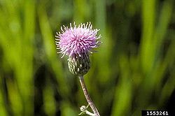 Canada thistle.jpg