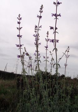 Catnip tall.jpg