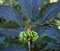 American Ginseng (Panax quinquefolius)