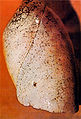 Thumbnail for version as of 20:47, 24 October 2009