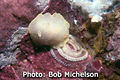 White Atlantic Cadlina Cadlina laevis Family: Chromodorididae