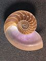 Nautilus shell.jpg