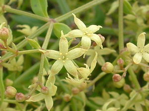 Rubia peregrina.jpg