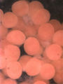 Thumbnail for version as of 20:54, 19 November 2007