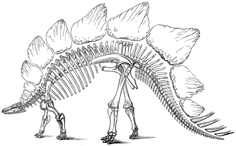 File:Stegosaurus skeletal structure illustration.png