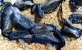 By-the-wind sailors or purple sails. Genus:Velella