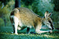 Thumbnail for version as of 18:32, 30 November 2008