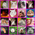 Thumbnail for version as of 05:15, 28 February 2008