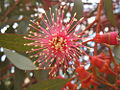 coral gum (E. torquata)