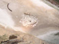 Thumbnail for version as of 22:04, 1 December 2006