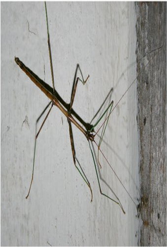 File:3857928428 e2c8373915 o.jpg