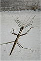 northern walkingstick (Diapheromera femorata)