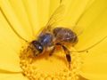 Western Honey bee (Apis mellifera) Family: Apoidea
