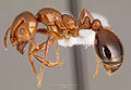 Red Fire Ant (Solenopsis Invicta)