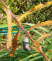 Monarch butterfly chrysalis