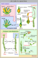 Moss life cycle