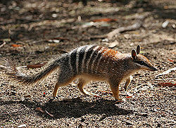 Myremecobiidae ( Numbat).jpg