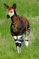 Okapi (O. Johnstoni) Genus: Okapia
