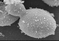 Scanning electrograph image of Saccharomyces cerevisiae cells grown on Earth.