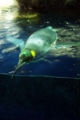 Emporer Penguin (Aptenodytes forsteri)