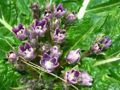 Autumn mandrake (Mandragora autumnalis)