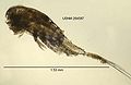 Cyclops (Eucyclops elegans) Class: Maxillopoda
