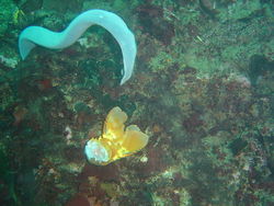 Hagfishunderwater.JPG