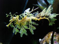 Thumbnail for version as of 23:41, 27 December 2007