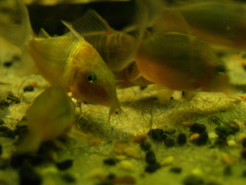 File:Loaches2.jpg