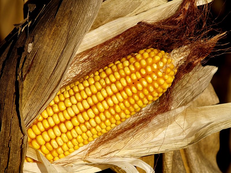 File:Maize3.jpg