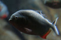 Unidentified piranha