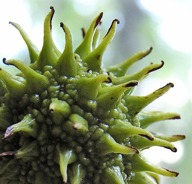 File:Sweetgum ball.jpg