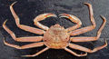 Tanner crabs (Chionoecetes bairdi)