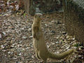 Thumbnail for version as of 08:49, 13 March 2008