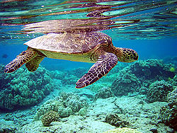 800px-Total internal reflection of Chelonia mydas .jpg