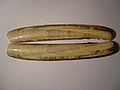 Atlantic Jackknife Clam (Ensis directus ) Family: Solenidae